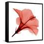 Red Hibiscus-Albert Koetsier-Framed Stretched Canvas