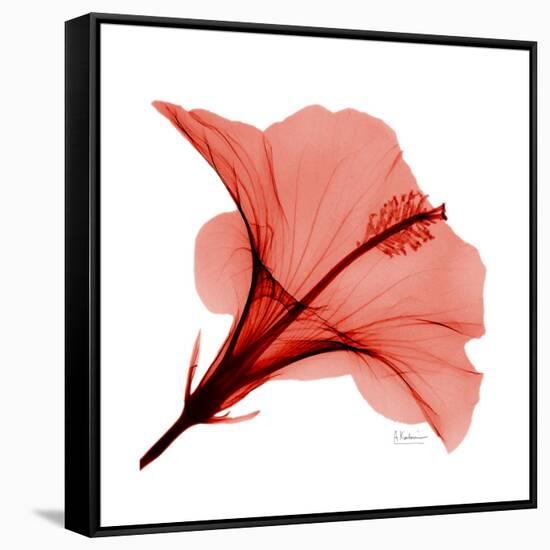 Red Hibiscus-Albert Koetsier-Framed Stretched Canvas