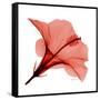 Red Hibiscus-Albert Koetsier-Framed Stretched Canvas