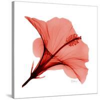 Red Hibiscus-Albert Koetsier-Stretched Canvas