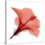 Red Hibiscus-Albert Koetsier-Stretched Canvas