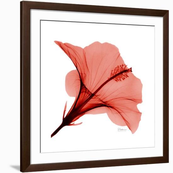 Red Hibiscus-Albert Koetsier-Framed Premium Giclee Print