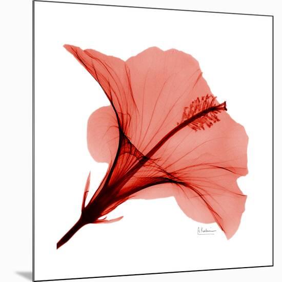 Red Hibiscus-Albert Koetsier-Mounted Premium Giclee Print