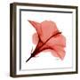 Red Hibiscus-Albert Koetsier-Framed Premium Giclee Print