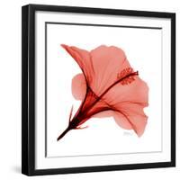 Red Hibiscus-Albert Koetsier-Framed Premium Giclee Print