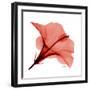 Red Hibiscus-Albert Koetsier-Framed Premium Giclee Print