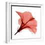 Red Hibiscus-Albert Koetsier-Framed Premium Giclee Print