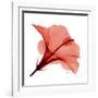 Red Hibiscus-Albert Koetsier-Framed Premium Giclee Print