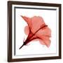 Red Hibiscus-Albert Koetsier-Framed Premium Giclee Print