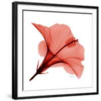 Red Hibiscus-Albert Koetsier-Framed Premium Giclee Print