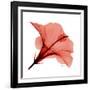 Red Hibiscus-Albert Koetsier-Framed Premium Giclee Print