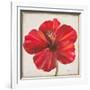 Red Hibiscus-Patricia Pinto-Framed Art Print