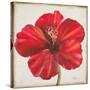 Red Hibiscus-Patricia Pinto-Stretched Canvas