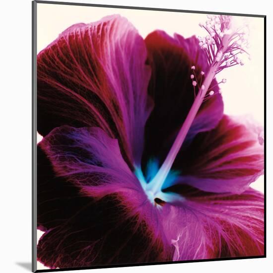 Red Hibiscus-Christine Caldwell-Mounted Art Print