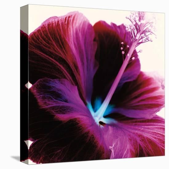 Red Hibiscus-Christine Caldwell-Stretched Canvas