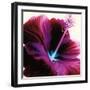 Red Hibiscus-Christine Caldwell-Framed Art Print