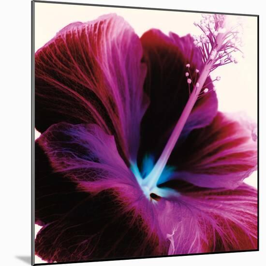 Red Hibiscus-Christine Caldwell-Mounted Art Print