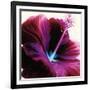 Red Hibiscus-Christine Caldwell-Framed Art Print