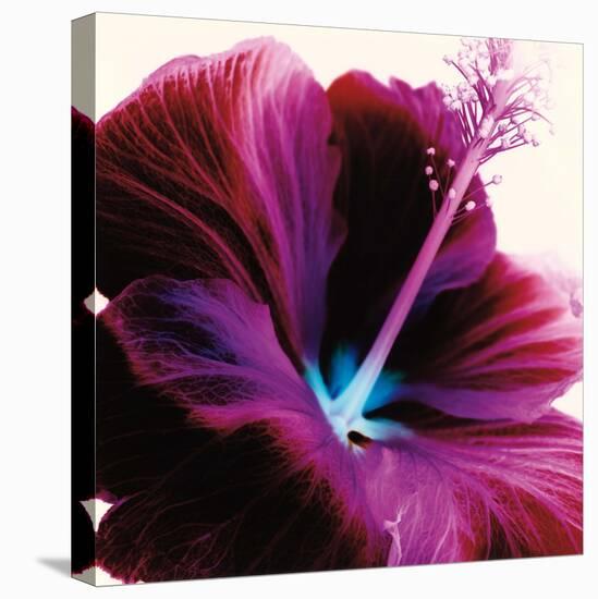 Red Hibiscus-Christine Caldwell-Stretched Canvas