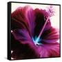 Red Hibiscus-Christine Caldwell-Framed Stretched Canvas