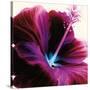 Red Hibiscus-Christine Caldwell-Stretched Canvas