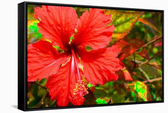 Red Hibiscus-Don Spears-Framed Stretched Canvas