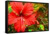 Red Hibiscus-Don Spears-Framed Stretched Canvas