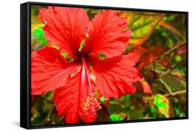 Red Hibiscus-Don Spears-Framed Stretched Canvas