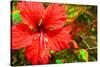 Red Hibiscus-Don Spears-Stretched Canvas