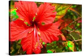 Red Hibiscus-Don Spears-Stretched Canvas