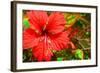 Red Hibiscus-Don Spears-Framed Art Print