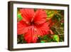 Red Hibiscus-Don Spears-Framed Art Print