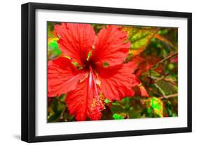 Red Hibiscus-Don Spears-Framed Art Print