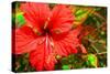 Red Hibiscus-Don Spears-Stretched Canvas