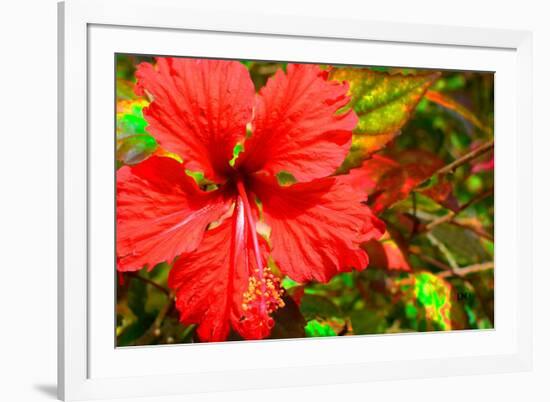 Red Hibiscus-Don Spears-Framed Art Print