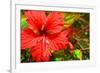 Red Hibiscus-Don Spears-Framed Art Print