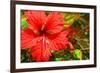 Red Hibiscus-Don Spears-Framed Art Print