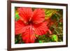 Red Hibiscus-Don Spears-Framed Art Print