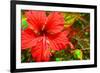 Red Hibiscus-Don Spears-Framed Art Print