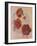 Red Hibiscus-Judy Mastrangelo-Framed Giclee Print