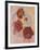 Red Hibiscus-Judy Mastrangelo-Framed Giclee Print