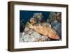 Red Hind-Michele Westmorland-Framed Photographic Print