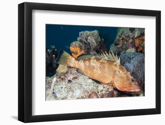 Red Hind-Michele Westmorland-Framed Photographic Print