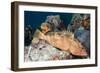 Red Hind-Michele Westmorland-Framed Photographic Print