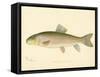 Red Horse Fish-null-Framed Stretched Canvas