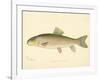 Red Horse Fish-null-Framed Giclee Print