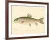 Red Horse Fish-null-Framed Giclee Print