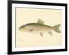 Red Horse Fish-null-Framed Giclee Print