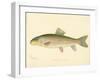 Red Horse Fish-null-Framed Giclee Print