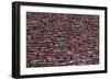 Red Houses-Ali Al-Jazeri-Framed Photographic Print